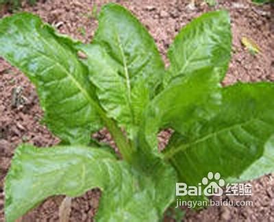 家中常见的三种减肥瘦身类食物