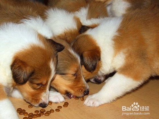苏格兰牧羊犬幼犬喂食