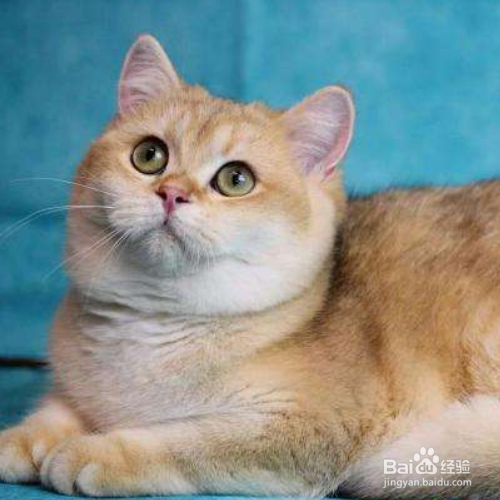 怎么挑选金渐层猫?