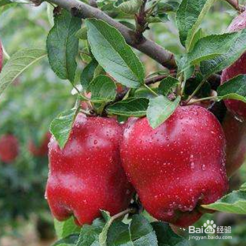 蛇果的培育方法和注意事项