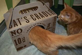 小猫老爱睡在床上怎么办