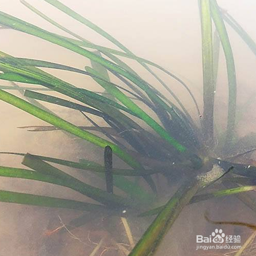 苦草的培育方法和注意事项