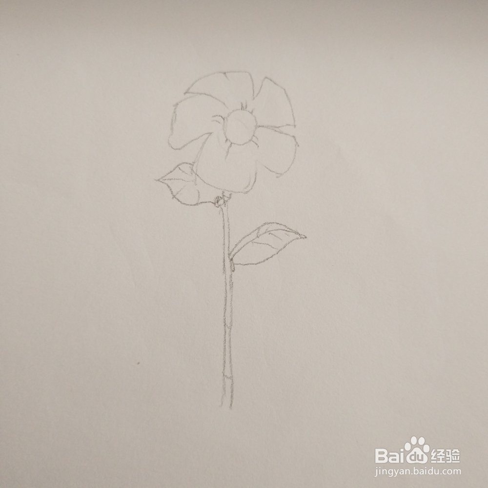 简笔画36:花朵画法