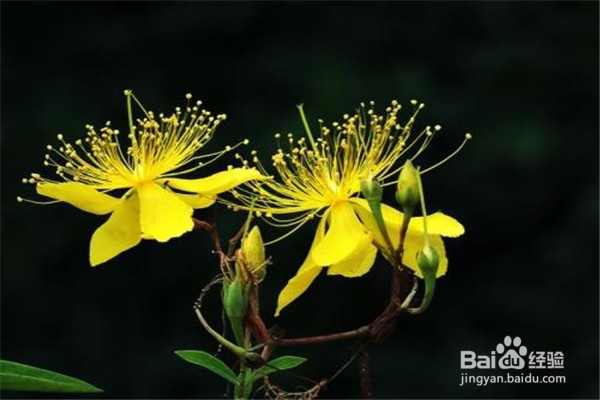 金丝梅应该怎么养？