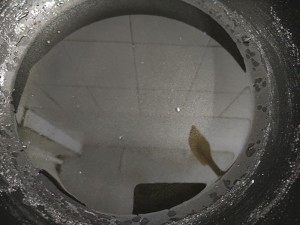 自制雪球山楂