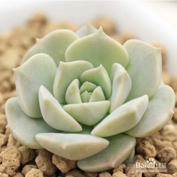 5种多肉植物中的