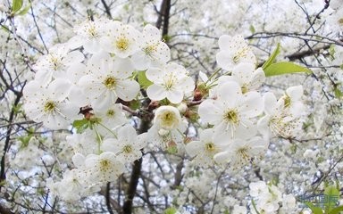 旅客运输办理细则--铁路实作必备部分