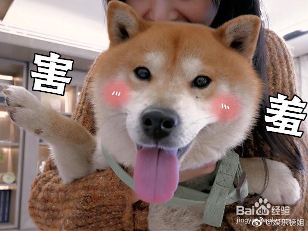 宠物店系统问题如何解决？