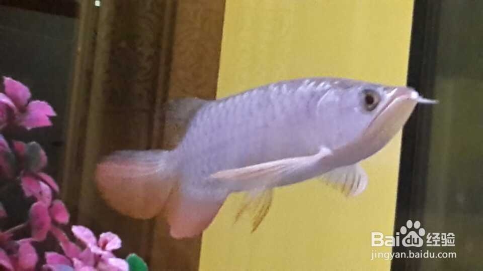如何养活龙鱼