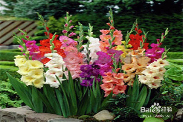 剑兰的养殖方法和注意事项都有什么？