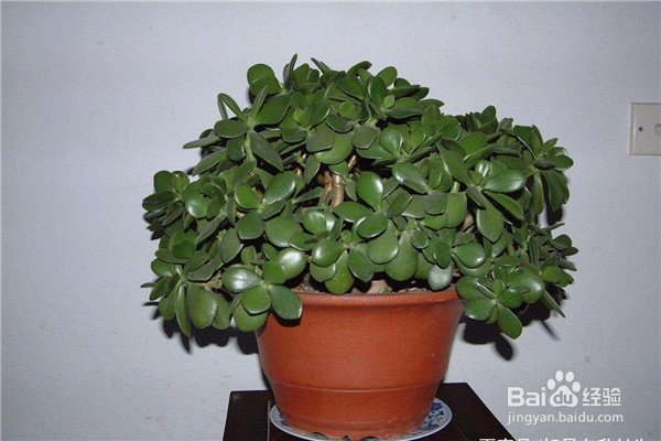 玉树的养殖方法和注意事项都有什么？