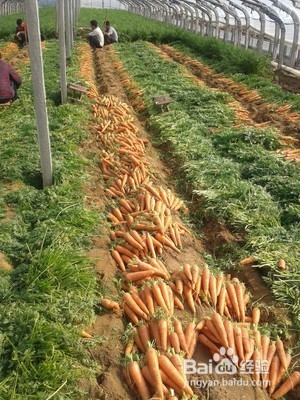 吃胡萝卜能减肥吗 推荐4款胡萝卜减肥食谱