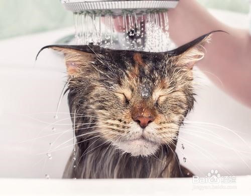 猫咪会游泳吗？