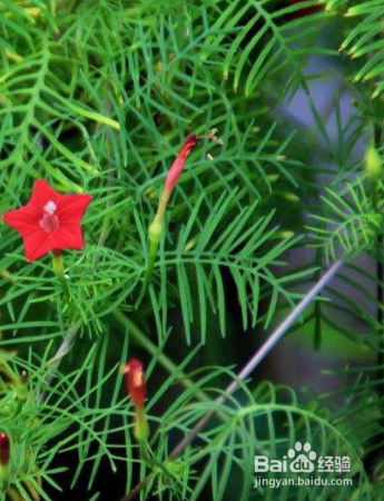 如何栽培草本植物茑萝