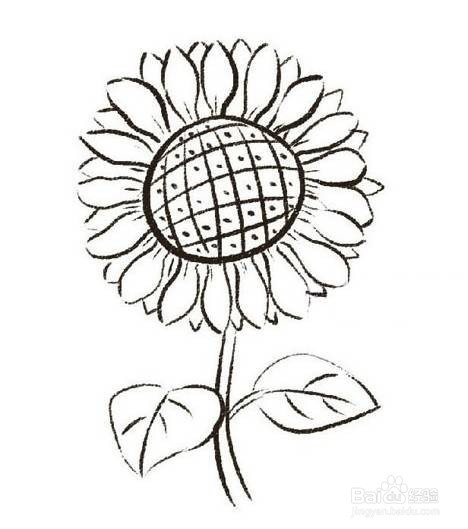 葵花怎么画才简单又漂亮