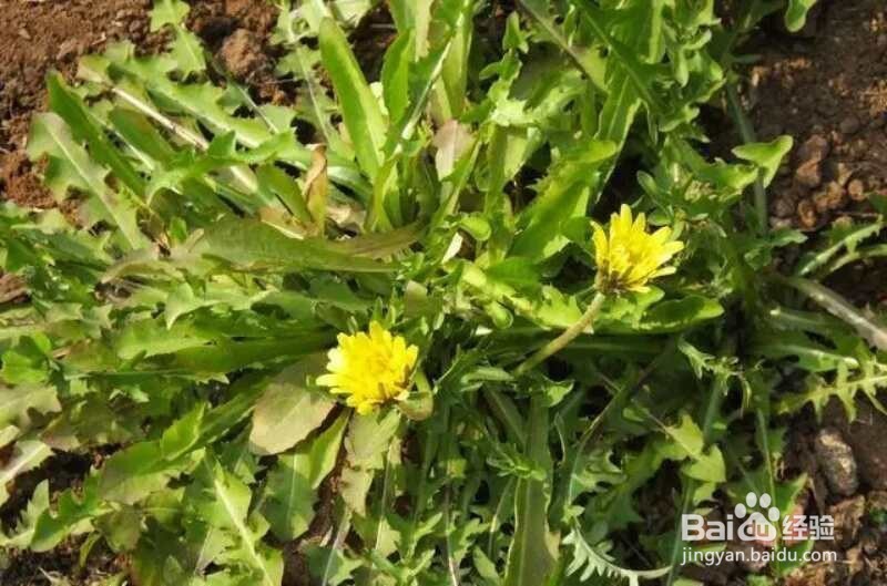 张北坝上草原旅游--住宿--玩乐--团建攻略