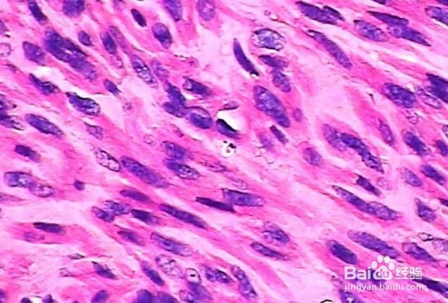 HE染色操作步骤