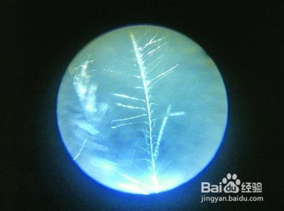 如何识别真假羽绒服