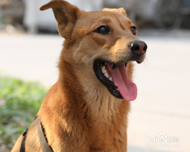 怎么养中华田园犬