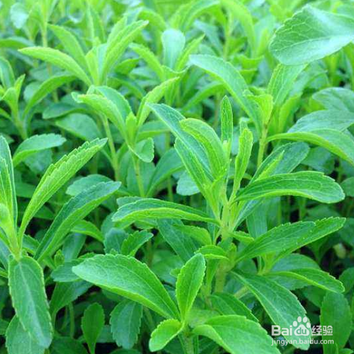 怎么养甜叶菊才能长得更好?