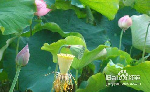 你清楚三伏天和大小暑是咋回事吗？