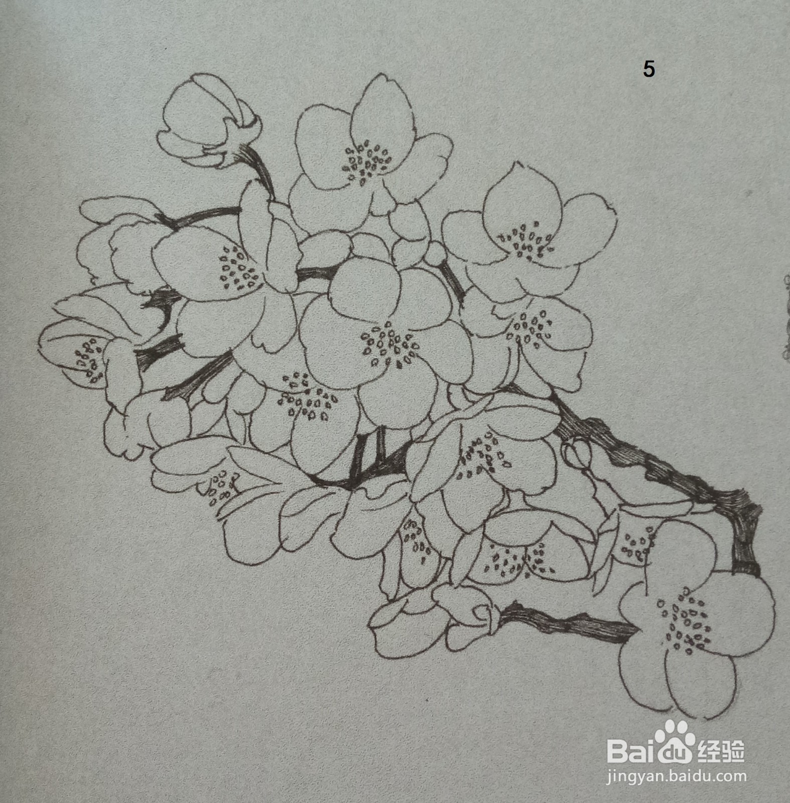 用钢笔绘制一簇桃花的画法