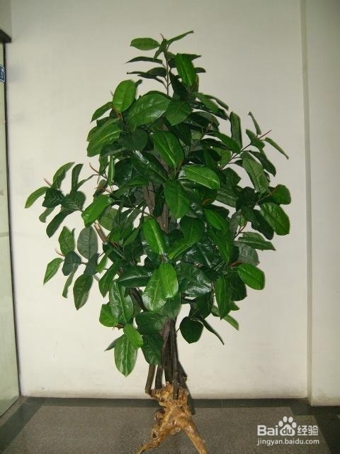18种常见室内植物的功效
