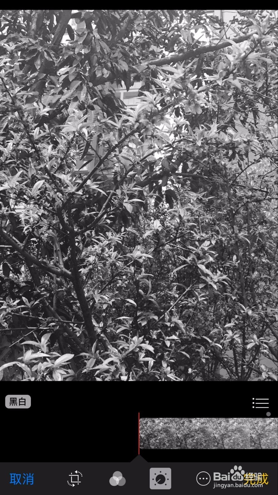 苹果手机把照片变成黑白艺术照的5个方法