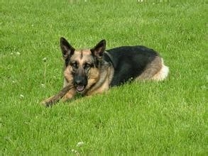 怎么训狗？我来教你最简单最快的办法！