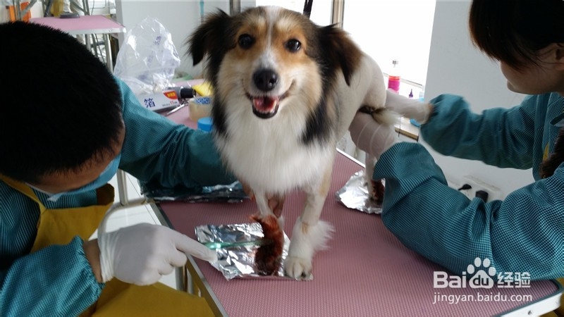 给狗狗拍照注意