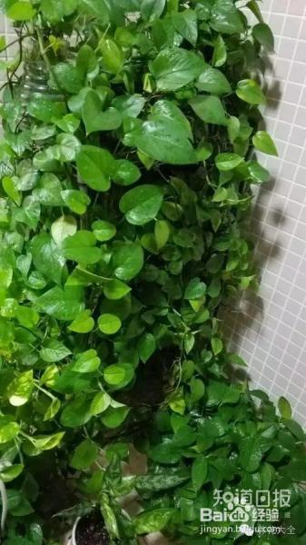 他养的花长到戳屋顶,咋养的