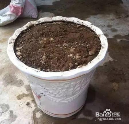 淘米水浇花前加点料，绿萝吊兰猛蹿疯长，再也不黄叶！