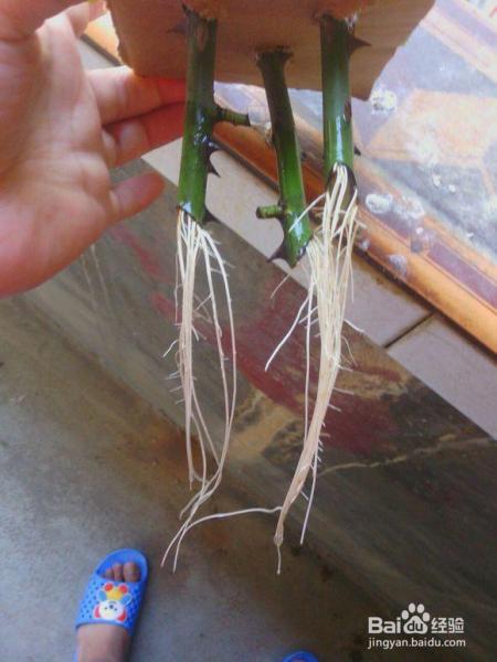 月季扦插老不活了老花农教你绝招！生根快发芽多，分分钟成活！