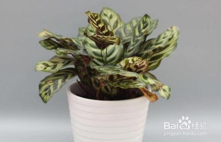 夏天来了,君子兰文竹富贵竹等10种花卉暴晒必死!