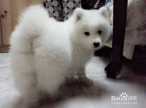 狗狗为什么爱流口水