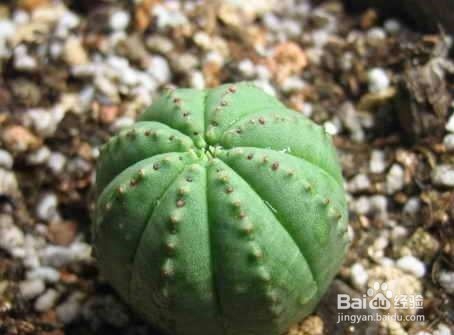 大戟科布纹球的养殖方法