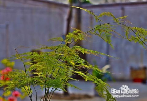 文竹养殖十大注意事项,