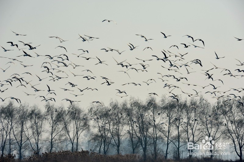 相机拍摄飞鸟技巧