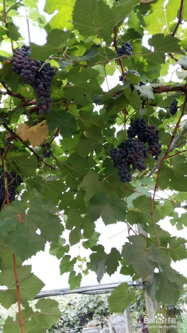 五一出行,成都周边黄龙溪