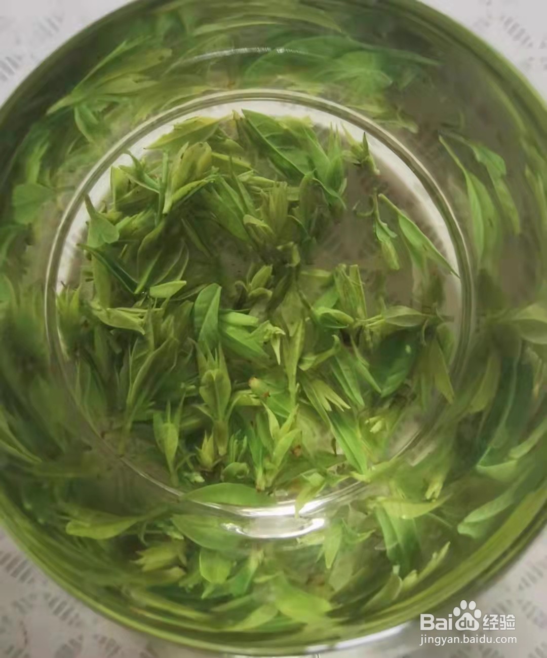 苦丁茶怎么泡最好