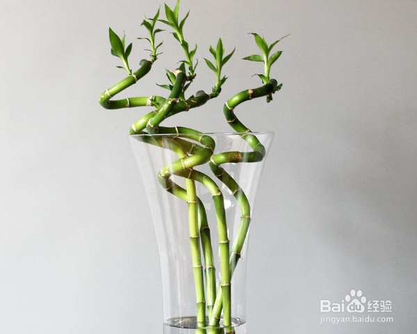 百合花怎么养水里