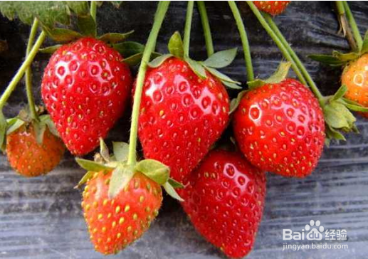 草莓怎么催熟