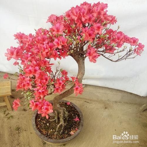 野生映山红的养殖方法