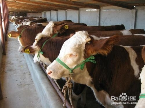 如何使用肉牛饲料 肉牛预混料 肉牛育肥期