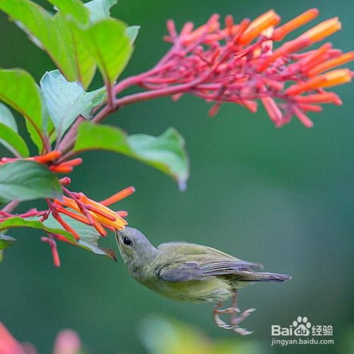希茉莉常见的病害该怎么解决？