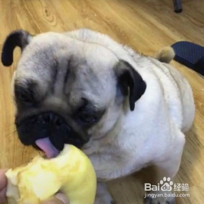 狗狗随地大小便怎么办