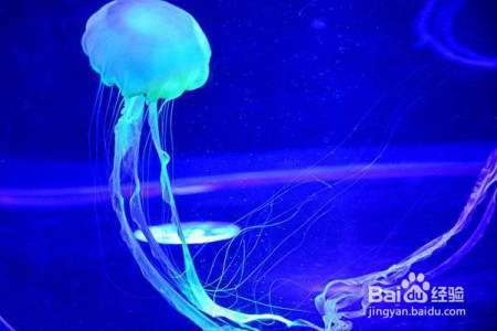 别看水母长得漂亮，被它蛰了那就糟糕啦！不过可以抹点醋就好啦！