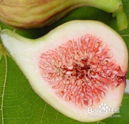 无花果的功效与作用及食用方法