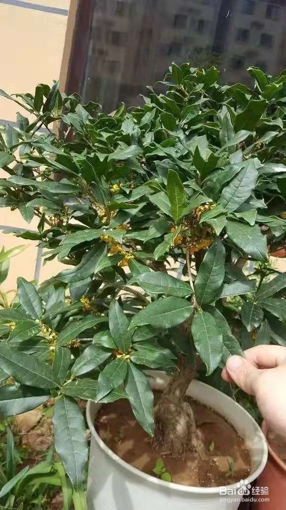 养花别乱换盆，否则黄叶枯萎不开花，越长越差