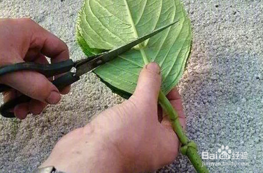 扯几片叶子就能重新载新的盆景植物的植物和方法